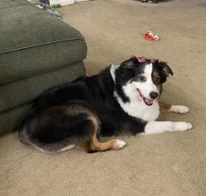 Photo of Stella