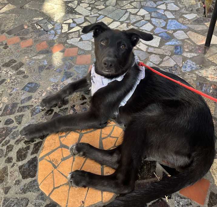 Photo of Tulip