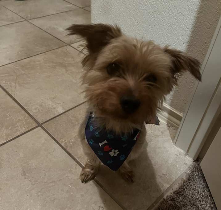 Photo of Bentley