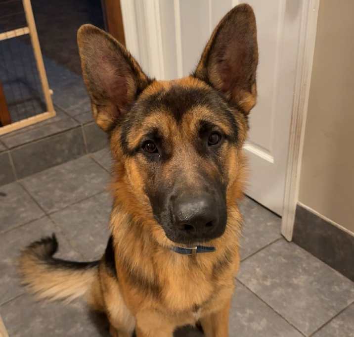 Photo of Scooby