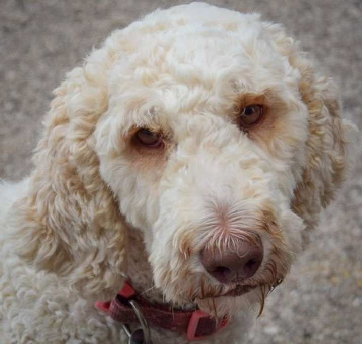 Photo of Cracker