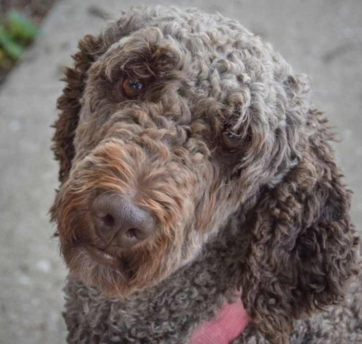 Photo of Brownie