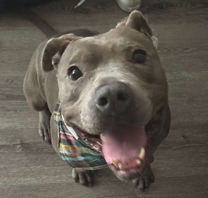 Photo of Gotti