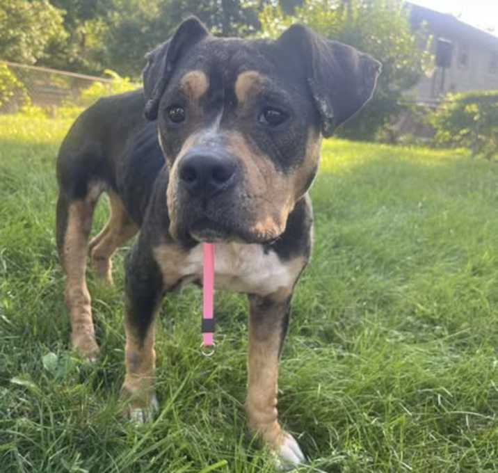 Photo of Lola