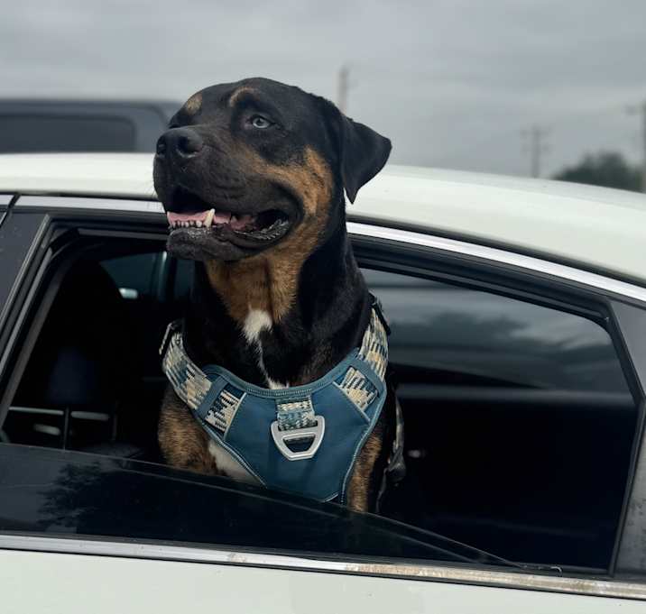 Photo of Bruno