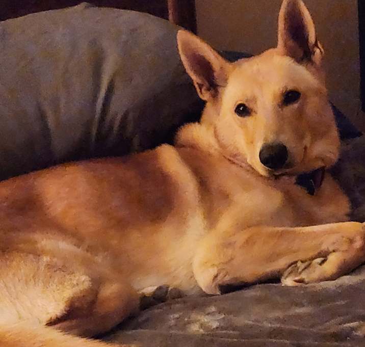 Photo of Rusty