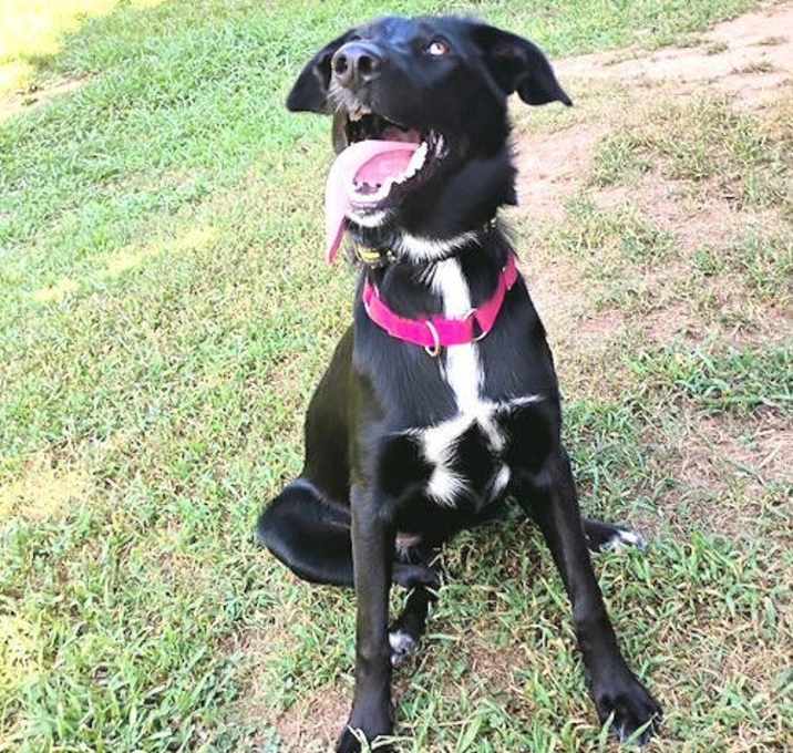 Photo of Dixie