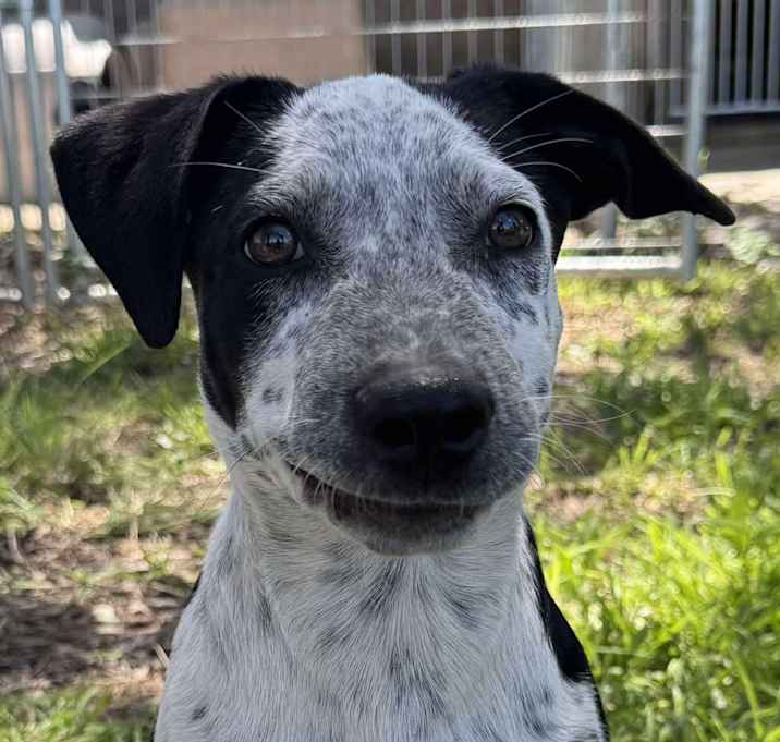 Photo of Ace