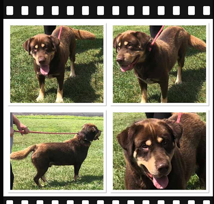Photo of BROWNIE
