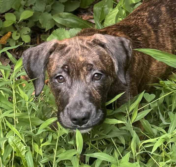 Photo of Riley (in foster)