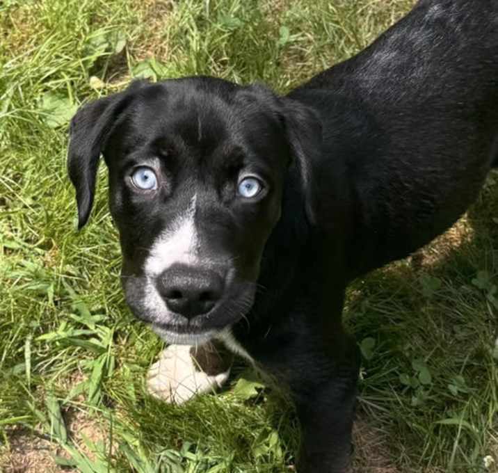 Photo of Rainer (in foster)