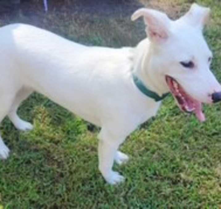Photo of Taffy