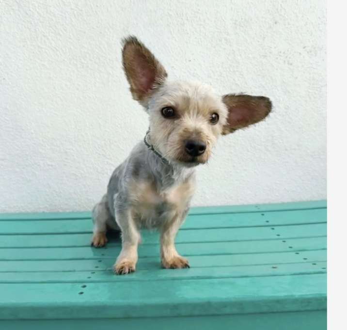 Photo of Vinny
