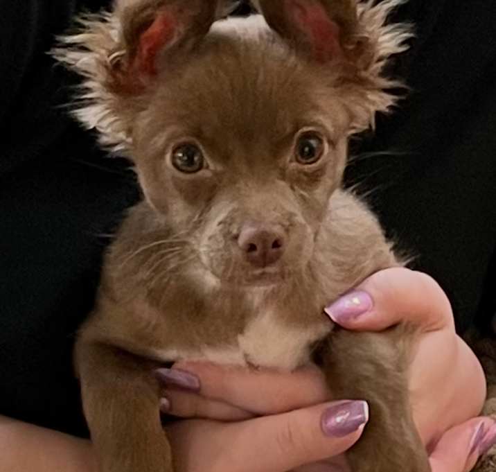 Photo of Ruby