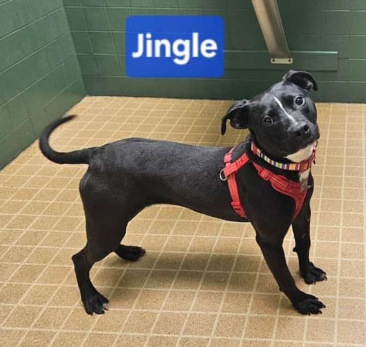 Photo of Jingle