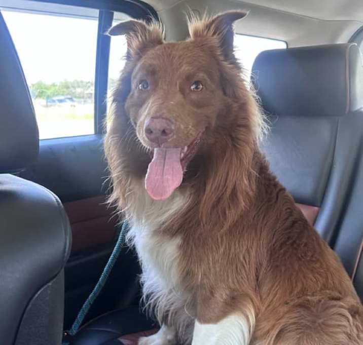 Photo of Milo