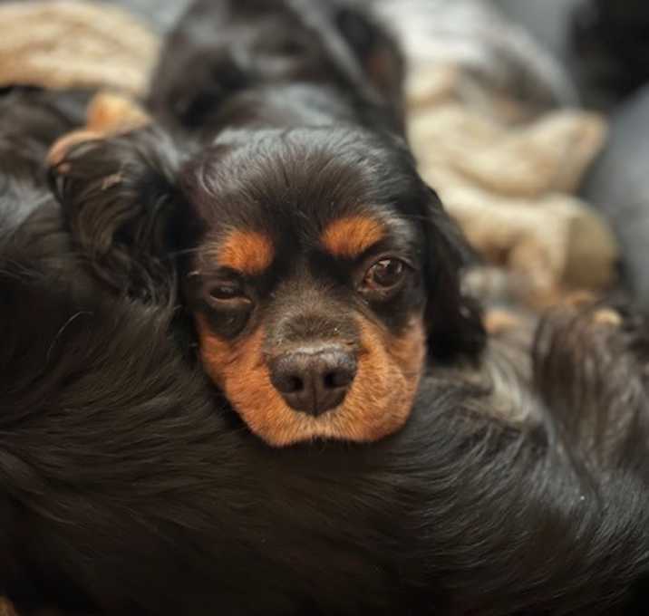 Photo of Bruno and Bear
