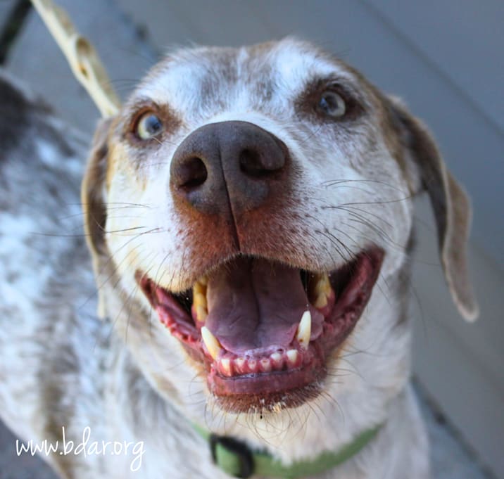 Photo of Ruger