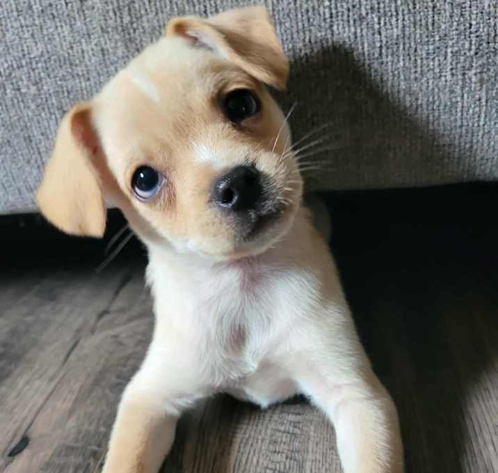 Photo of Buzz