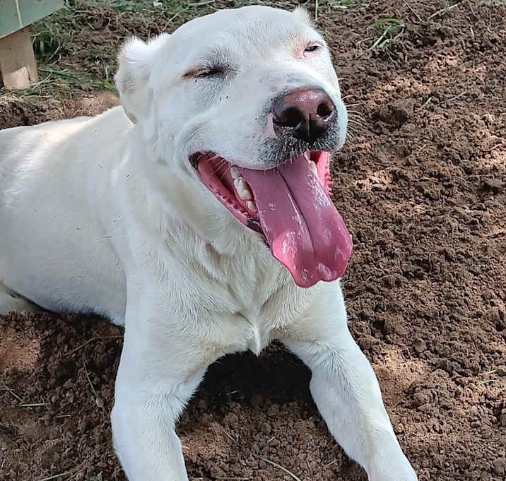 Photo of Daisy