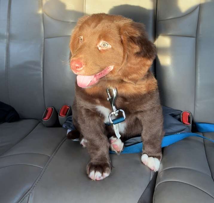 Photo of Whiskey