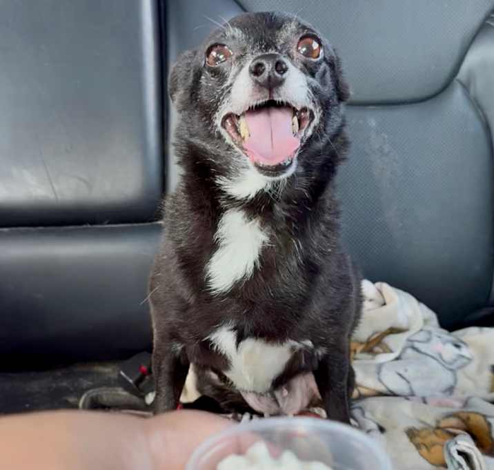 Photo of Elphie