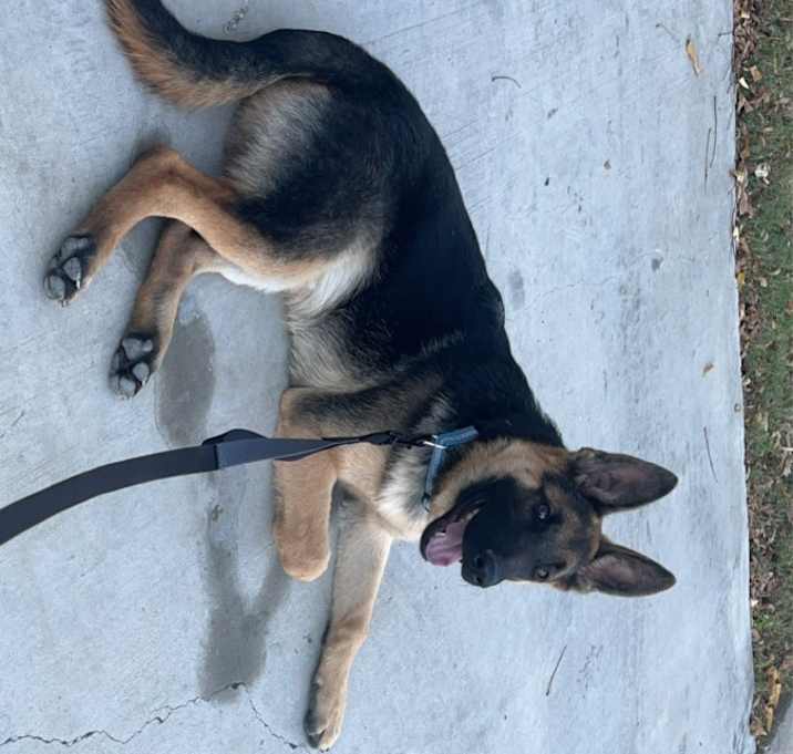 Photo of Chopper
