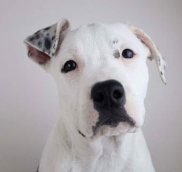 Photo of Dandy