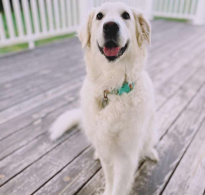 Photo of Penny