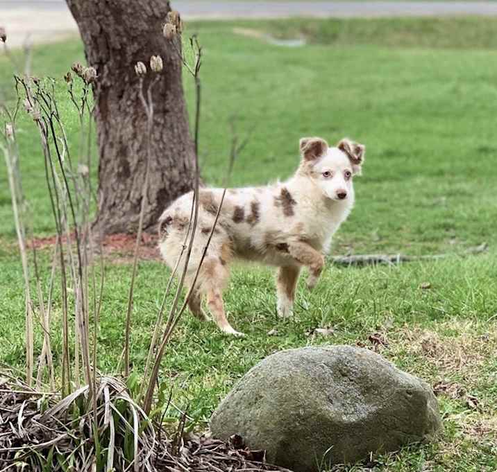 Photo of Lyra
