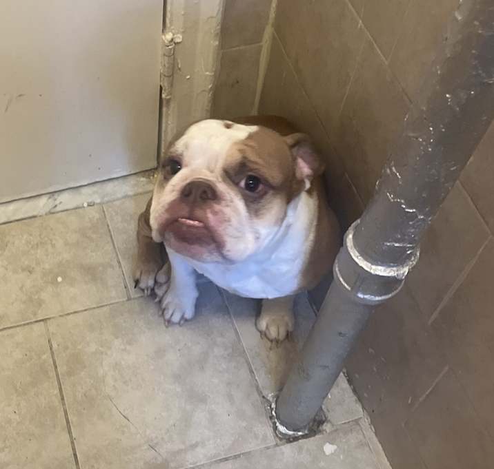 Photo of Meatball