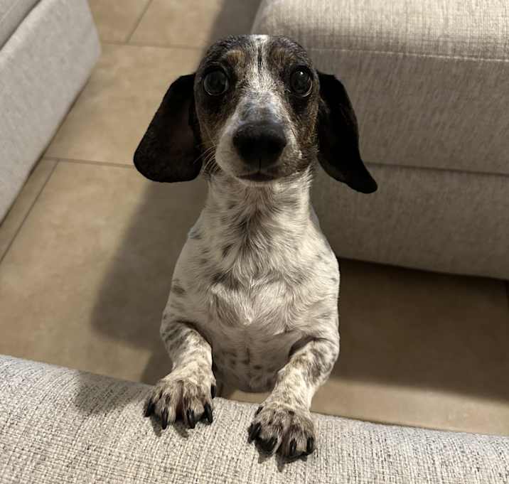 Photo of Pepper