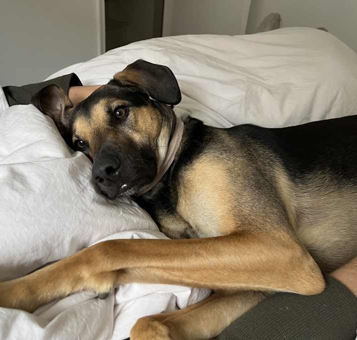Photo of Luna