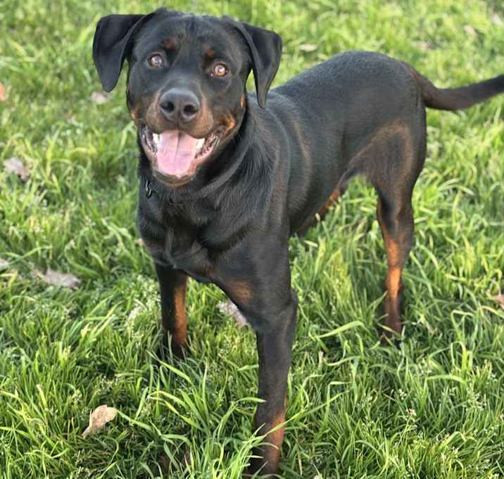 Photo of Gator