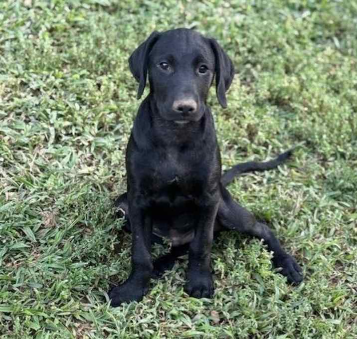 Photo of Atlas