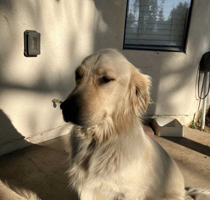 Photo of Shadowfax