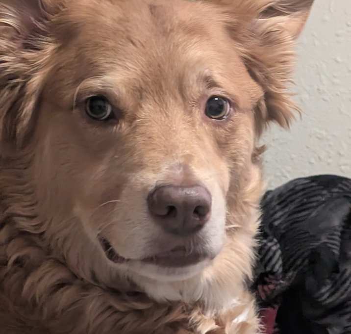 Photo of Chewbacca