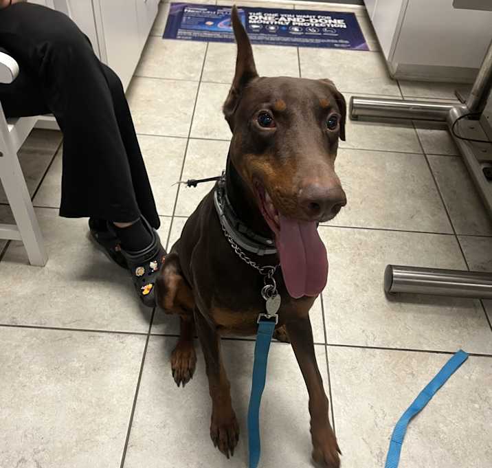 Photo of Diesel