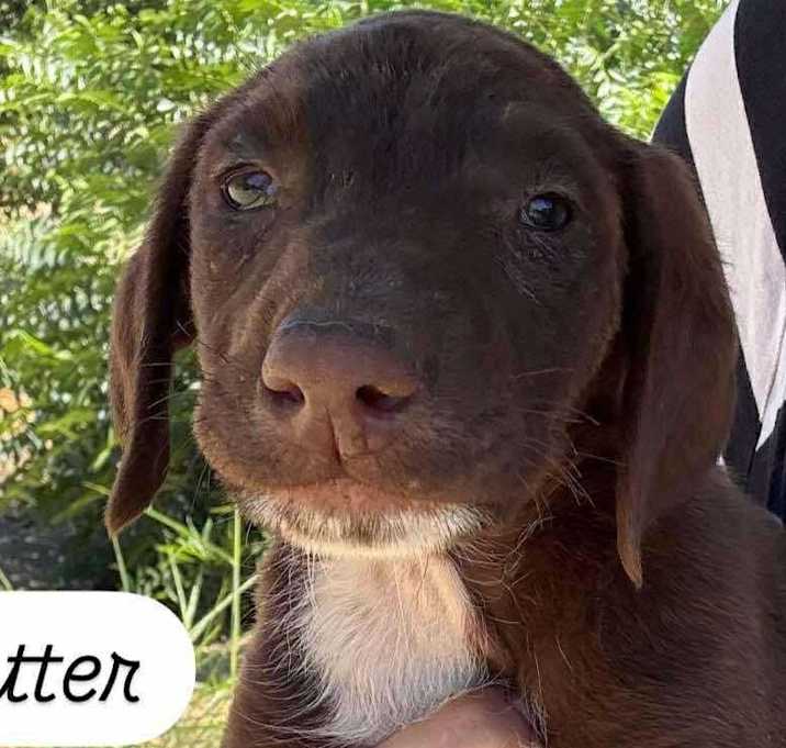 Photo of Butter