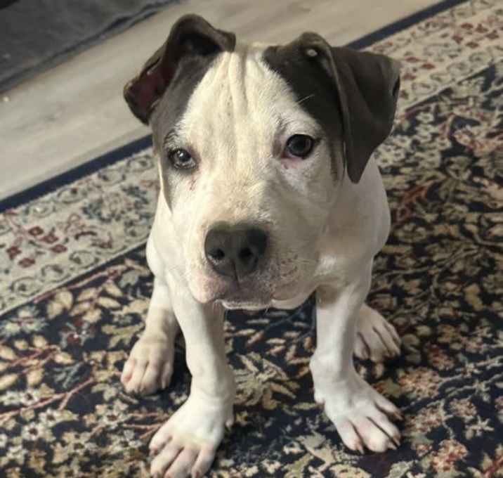 Photo of Blueberry