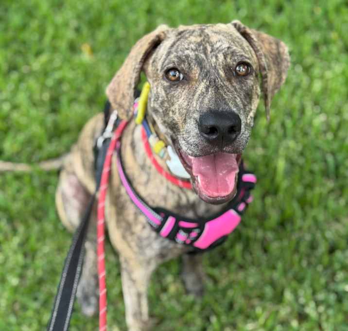 Photo of Tillie