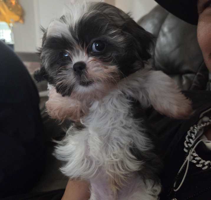 Photo of Shih Tzu Boy