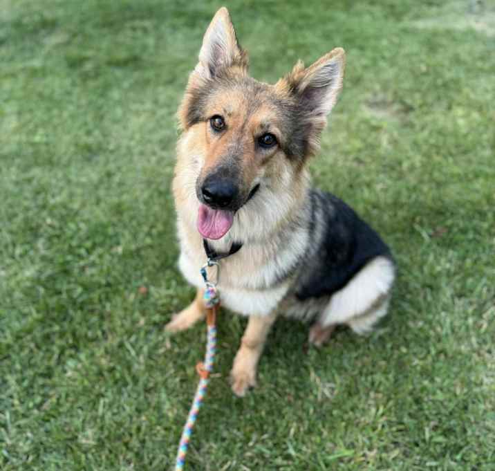 Photo of Sable