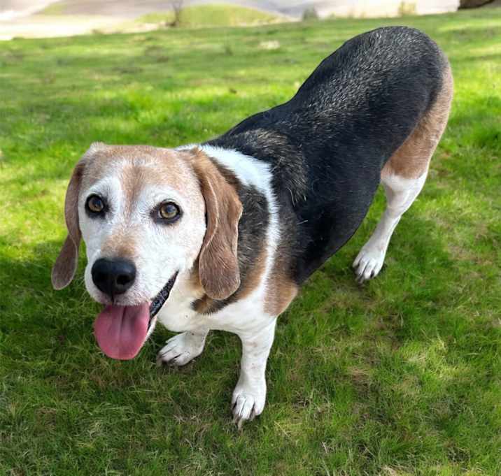 Photo of Dexter