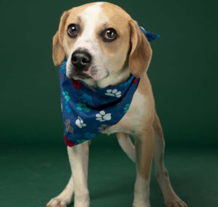Photo of Odis-ADOPTED
