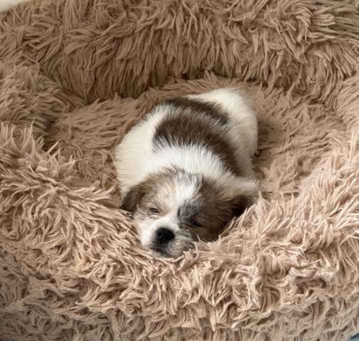 Photo of Shorty