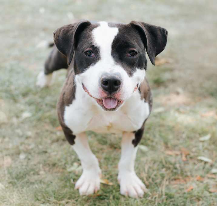 Photo of Tansy