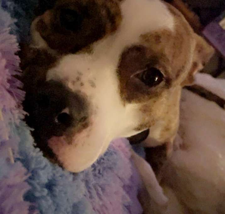 Photo of juniper