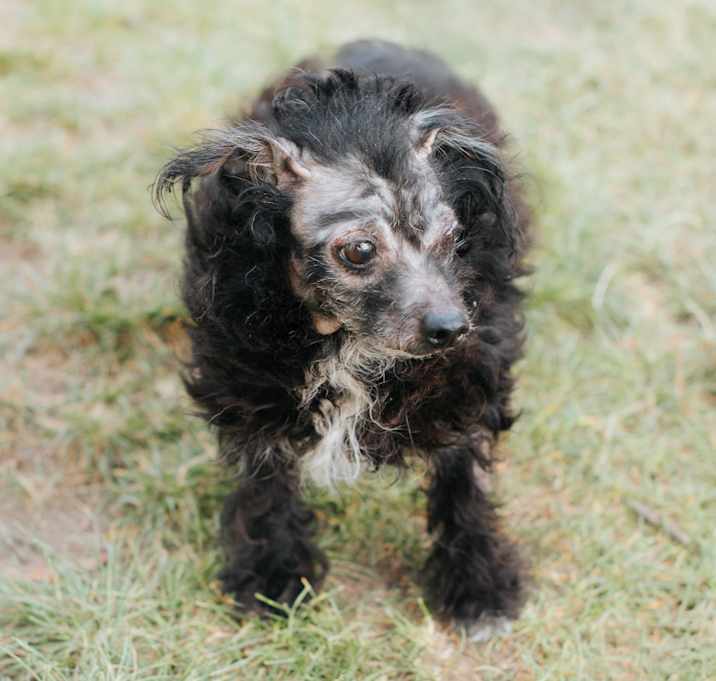 Photo of Gracie