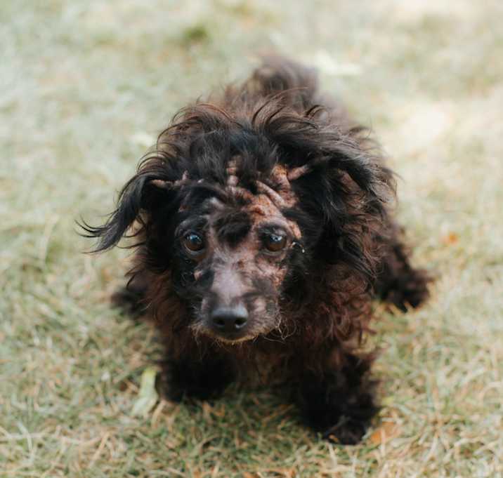 Photo of Shelby